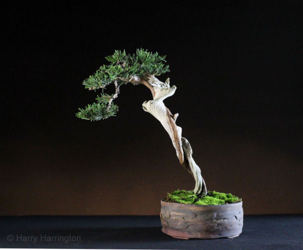 juniper bonsai